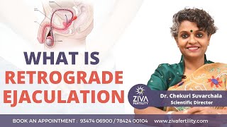 What is retrograde ejaculation  Symptoms and Causes of Retrograde Ejaculation  Dr C Suvarchala [upl. by Peters]