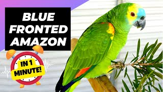 BlueFronted Amazon  In 1 Minute 🦜 One Of The Most Beautiful Parrots In The World  1MinuteAnimals [upl. by Hewet]