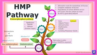 17 HMP pathway  Carbohydrate metabolism  Biochemistry  NJOY Biochemistry [upl. by Noisla747]