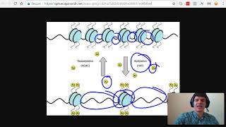 MCAT Question of the Day Enhancers Activators Transcription Factors and Acetylation [upl. by Eachern937]