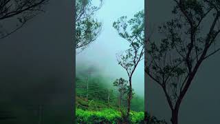 එතන හරි ලස්සන තැනක් 🍃☘️  Lipton seat 🌱 🇱🇰 shortvideo travel liptonseat haputhale nature suddi [upl. by Willem374]