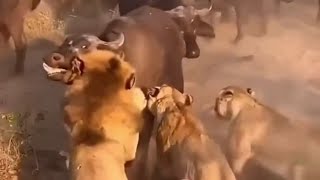 buffalo fighting back against lions animals [upl. by Rimahs]