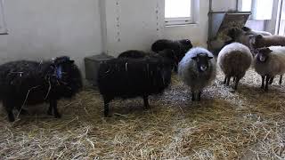 屋内のウェサン羊 Ouessant Sheep 2019 0123 [upl. by Grady55]