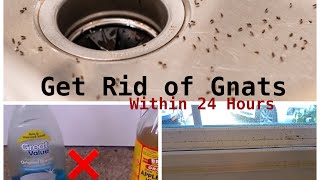 How To Get Rid of Gnats Inside The House [upl. by Lirva]