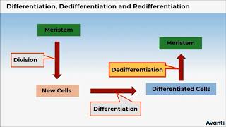 2 11B152 CV1 Differentiation Dedifferentiation and Redifferentiation [upl. by Jeconiah302]