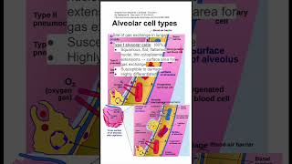 Alveolar cell types [upl. by Etsyrk]