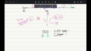 Triacylglycerol biosynthesis  Metabolism of Acylglycerols and sphingolipids  Part 3 [upl. by Antonie]