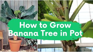 How to Grow Banana Tree in Pot  Bonsai Plants Nursery [upl. by Sharon]