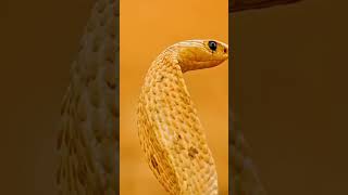 Mongoose vs Snake shorts facts ytshorts [upl. by Maharg]