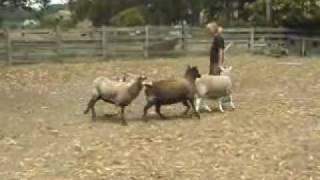 Australian Cattle Dogs Herding Sheep [upl. by Morgana]