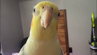 Cockatiel Bird 🐦 Singing [upl. by Herzog]