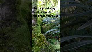 Mossy plant a hundred years old plant instrumental [upl. by Atal20]