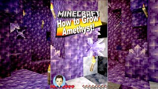 How You Can Grow Amethyst Crystals Cluster Shard in Minecraft  YouTube shorts minecraft [upl. by Ambrosi]