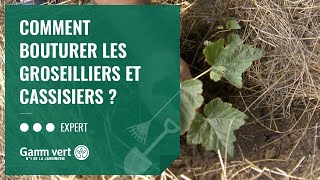 TUTO Comment bouturer les groseilliers et cassissiers  – Jardinerie Gamm vert [upl. by Prentice]