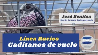 Gaditanos de vuelo Jose Benitez  Buchón Jerezano Gaditano de vuelo [upl. by Slotnick192]