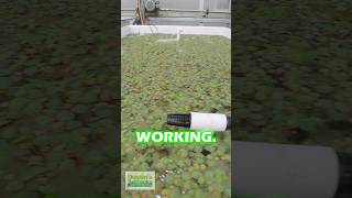 Winterizing Red Root Floaters PART 1 [upl. by Aina253]