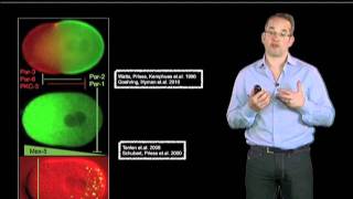 Anthony Hyman Max Planck Institute Part 4 Formation of P granules [upl. by Lecram]