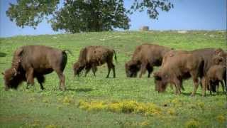 Arkansas Buffalo Ranching  Americas Heartland [upl. by Fleck]