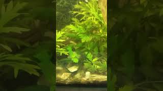 My planted tank [upl. by Nalor]