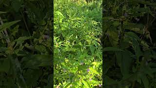 Skullcap Scutellaria lateriflora [upl. by Means]