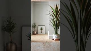 🪴 Tips on Dracena Marginata plant DracaenaMarginata DragonTree IndoorPlants [upl. by Heger445]