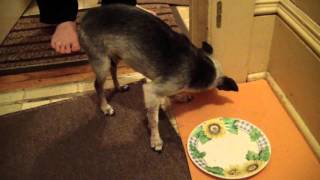 Dogs sudden loss of balance Ataxia or Stroke [upl. by Immak]