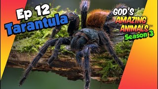 🕷️ Fascinating Facts About Tarantulas  Gods Amazing Animals S3 Ep12 [upl. by Llovera]