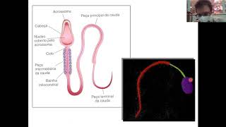 Aula 2 PARTE 5  Gametogênese masculina e feminina [upl. by Eniron]