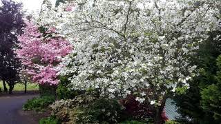 Flowering Dogwoods [upl. by Cherie859]