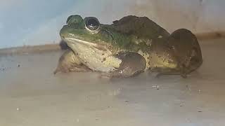 nature frog animals viralvideo [upl. by Alram]