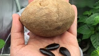 How to Grow Sapodilla  Sapote From Seeds [upl. by Ayikat]