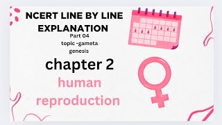 Spermatogenesis  human reproduction NCERT line by line explanation [upl. by Abbe]