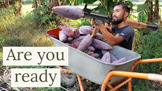 Sustainable Farming Harvesting Banana Blossoms [upl. by March]