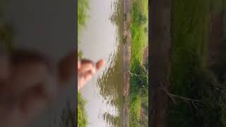 thottam native nature naturelovers garden formar amaravathi shortsvideo shorts shortsong [upl. by Ormiston869]