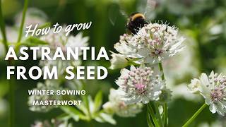 How to Grow Astrantia from Seed  Beginners Guide  Perennial Garden [upl. by Cida320]