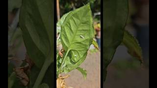 ഇത് പോലെ Pest attack ചെയ്യാറുണ്ടോ🥲 syngonium plants vrindavanaajith plantcare love reels [upl. by Euv]