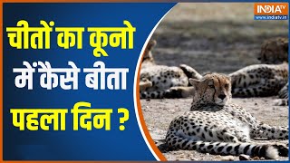 Cheetah Is Back India चीतों के फर्स्ट होम कूनो से Exclusive Report  Kuno National Park [upl. by Wiltz]