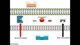 Glucocorticoids  AntiInflammation Mechanism of Action [upl. by Eiraminot]