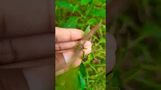 Bhringraj paudha ghar mein kaise lagaen gardening haircare sorts [upl. by Einnhoj]