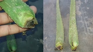 How to Grow Aloe Vera From Leaf  Grow indoors [upl. by Harlene]