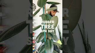 8ft Tall Rubber Tree plant care plants rubbertree [upl. by Adnilram274]