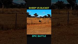 SHEEP VS BUCKET EPIC BATTLE memes [upl. by Yramanna]