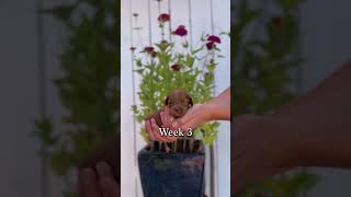 Watch Cheshire Grow week 5 [upl. by Yral]