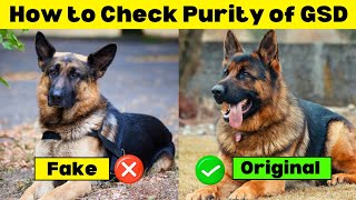 How to Check Purity of German Shepherd Puppy ✅ [upl. by Swiercz481]