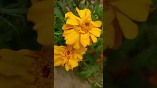 Gonda phool 🌼🌼 new reel video 2024 [upl. by Hujsak]