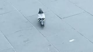 Juvenile scouring Mall freezes on hearing crow cawing watch to end crowdfriendly predatoralert😳 [upl. by Anwahsad]