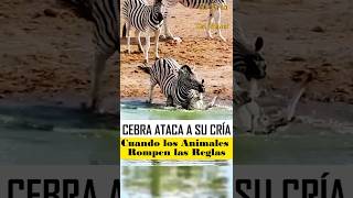 CEBRA ATACA A SU CRÍA EN EL AGUA 🦓😱  Comportamiento Inusual y Más Naturaleza Impactante Animalquot [upl. by Jp]