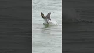 Amazing Osprey footage This is how the more experienced birds hunt [upl. by Feld]