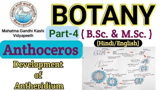 Reproduction in Anthoceros BSc 1st year Botany Bryophyta  Development of Antheridium  Anthoceros [upl. by Merton]