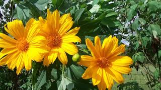 Permaculture DREAM plant the Tithonia Diversifolia food looks amp useful [upl. by Intisar]